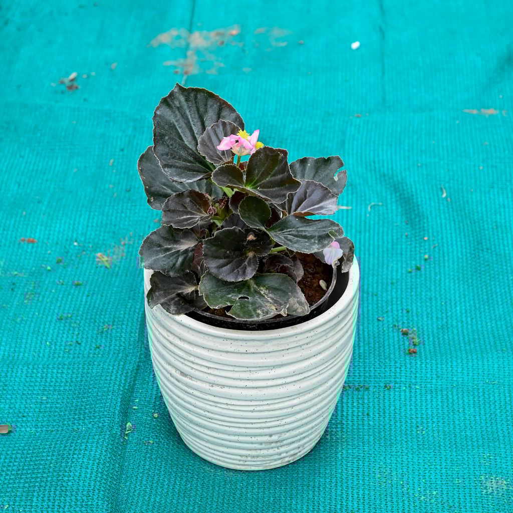 Buy Begonia (Any Colour) in 6 Inch Stylish Cup Style Ceramic Pot (Any Colour) Online | Urvann.com Begonia (Any Colour) in 6 Inch Stylish Cup Style Ceramic Pot (Any Colour)