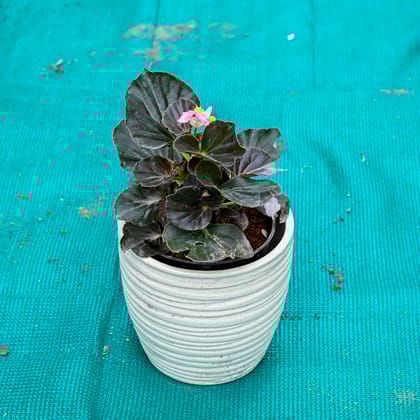 Buy Begonia (Any Colour) in 6 Inch Stylish Cup Style Ceramic Pot (Any Colour) Online | Urvann.com
