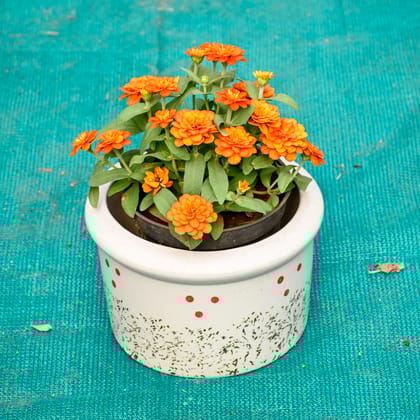 Buy Zinnia (Any Colour) in 6 Inch Blush Dot Round Ceramic Pot (Any Colour) Online | Urvann.com