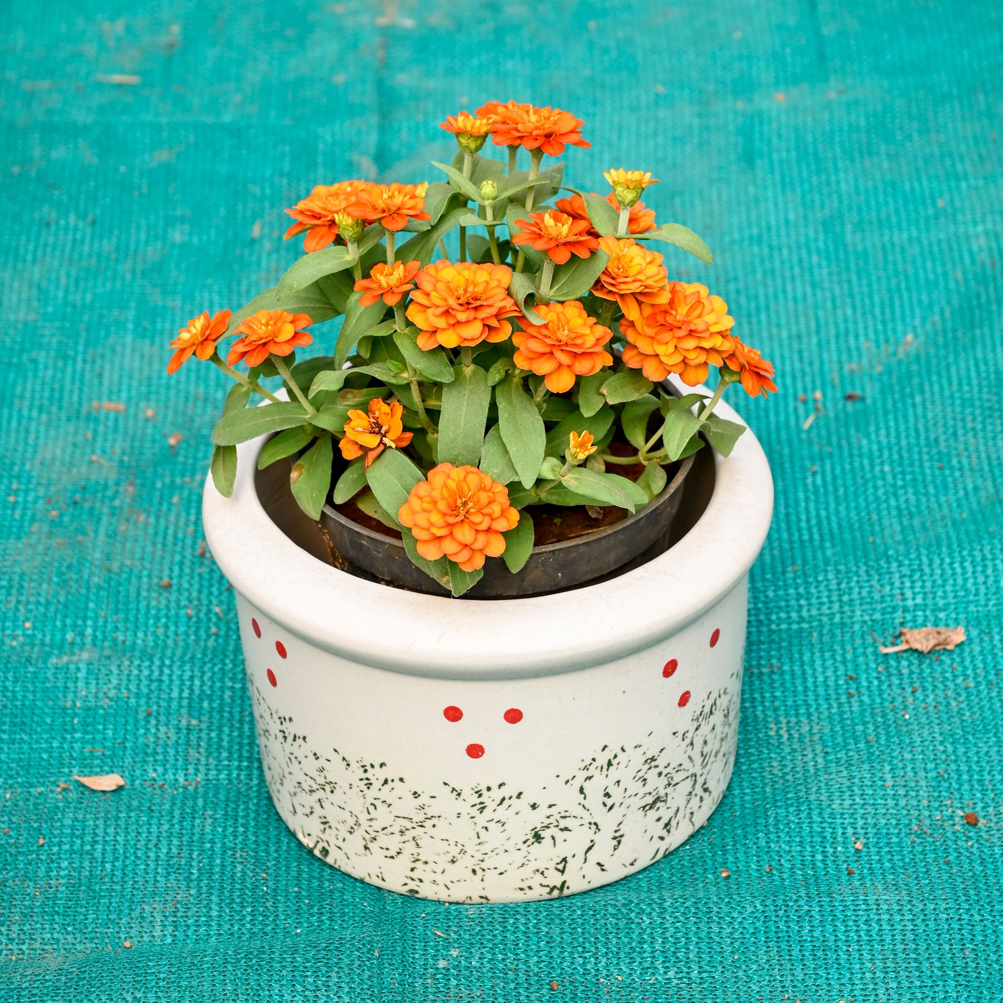 Zinnia (Any Colour) in 6 Inch Blush Dot Round Ceramic Pot (Any Colour)
