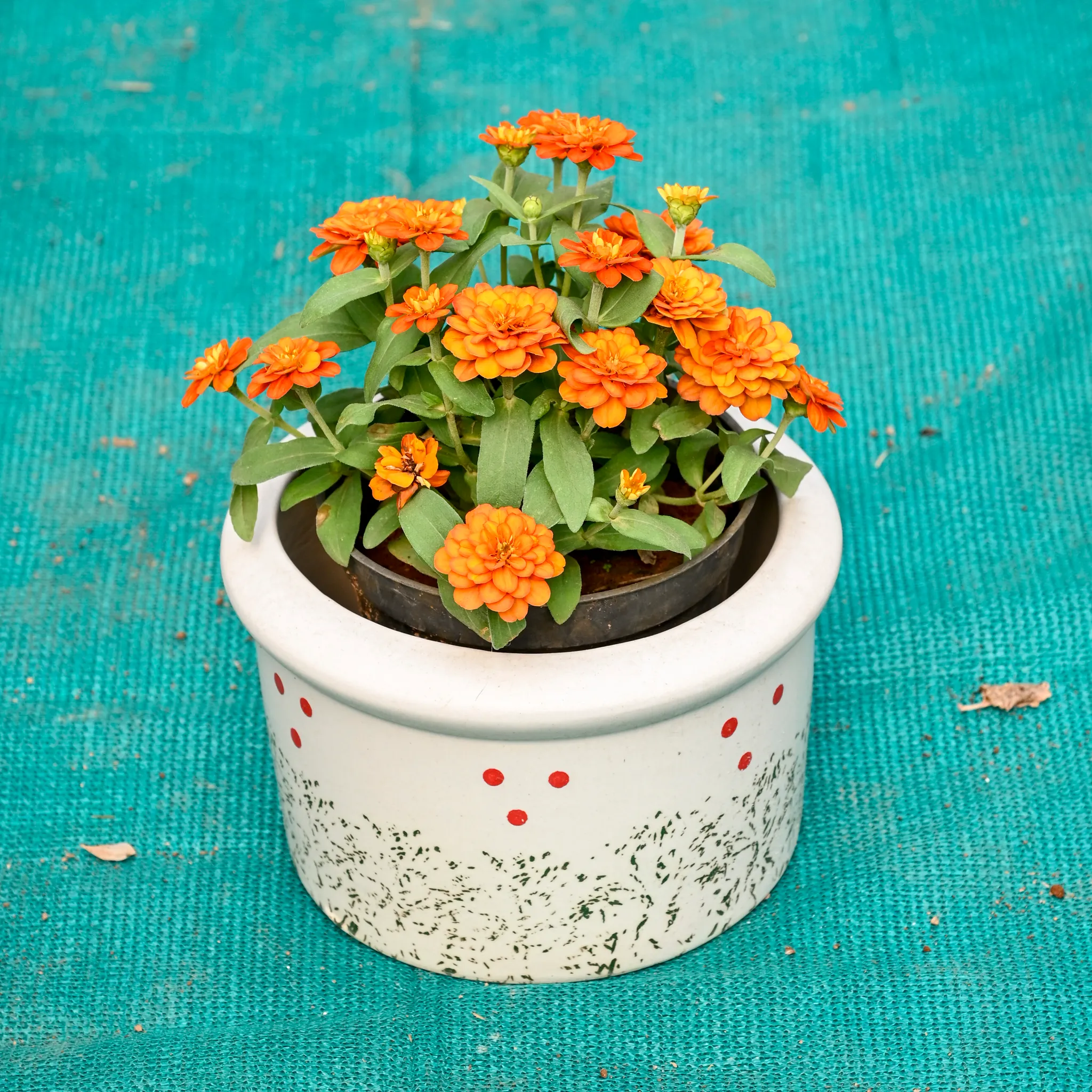 Zinnia (Any Colour) in 6 Inch Blush Dot Round Ceramic Pot (Any Colour)