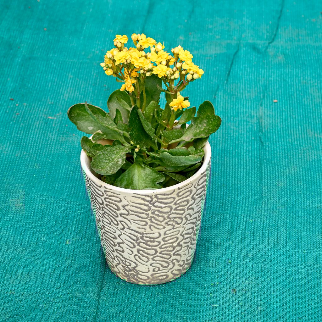 Buy Kalanchoe (Any Colour) in 5 Inch Textured Cup Style Ceramic Pot (Any Colour) Online | Urvann.com Kalanchoe (Any Colour) in 5 Inch Textured Cup Style Ceramic Pot (Any Colour)