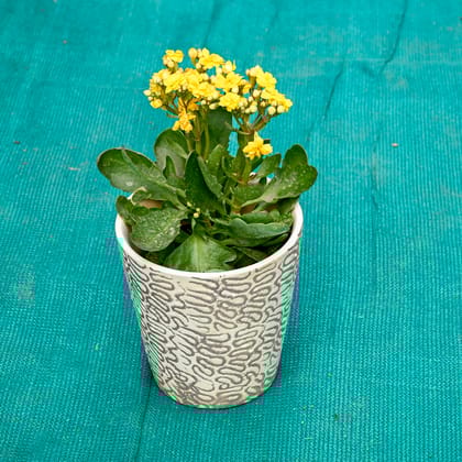 Buy Kalanchoe (Any Colour) in 5 Inch Textured Cup Style Ceramic Pot (Any Colour) Online | Urvann.com