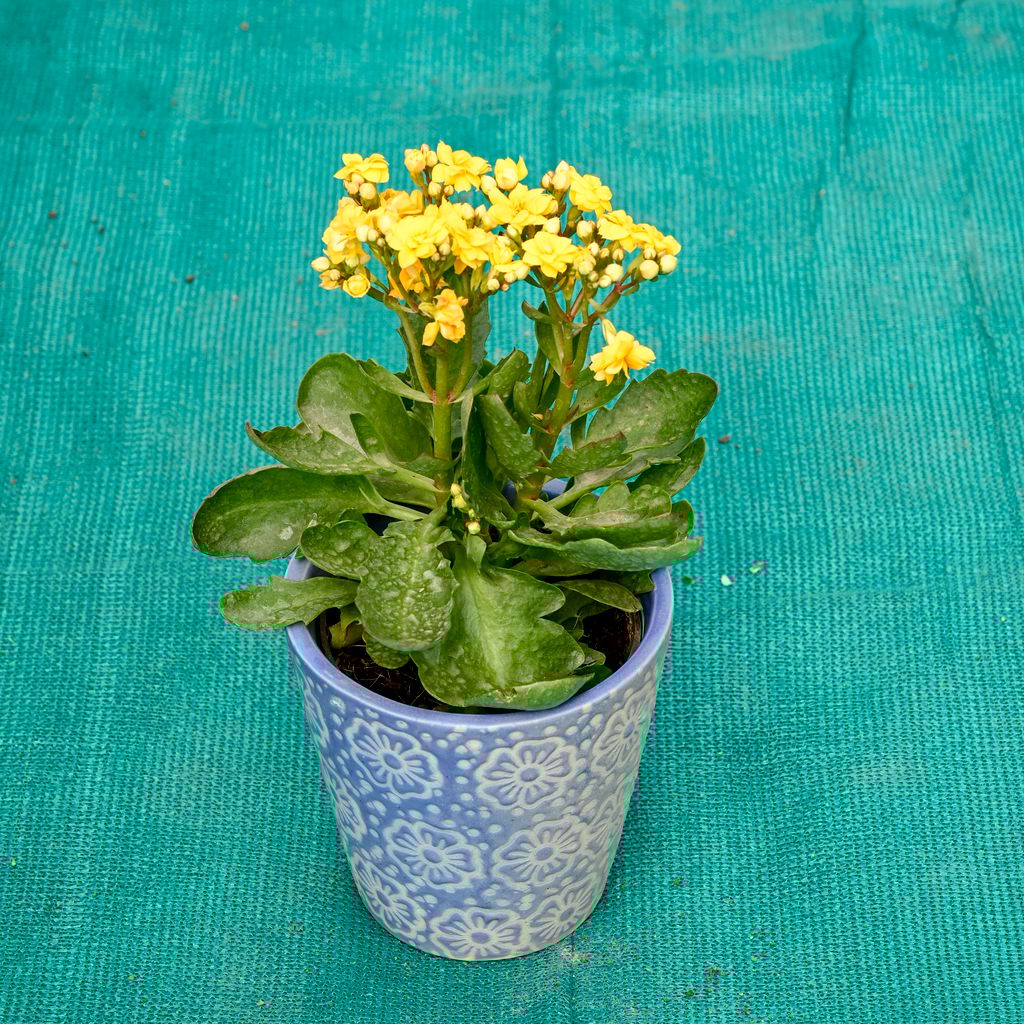 Kalanchoe (Any Colour) in 5 Inch Sky Bloom Cup Style Ceramic Pot (Any Colour)