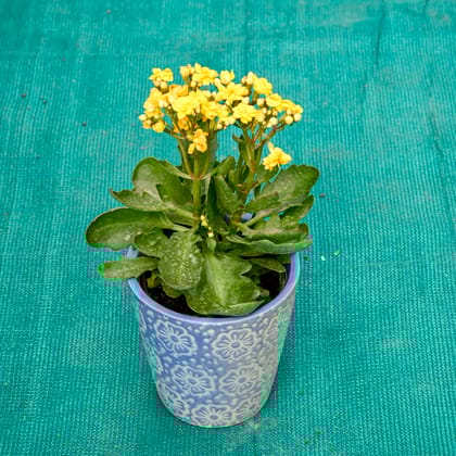 Buy Kalanchoe (Any Colour) in 5 Inch Sky Bloom Cup Style Ceramic Pot (Any Colour) Online | Urvann.com