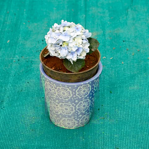 Hydrangea (Any Colour) in 5 Inch Sky Bloom Cup Style Ceramic Pot (Any Colour)