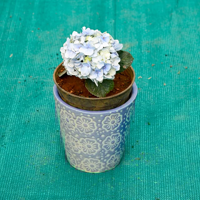 Hydrangea (Any Colour) in 5 Inch Sky Bloom Cup Style Ceramic Pot (Any Colour)