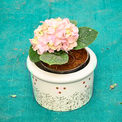 Hydrangea (Any Colour) in 6 Inch Blush Dot Round Ceramic Pot (Any Colour)