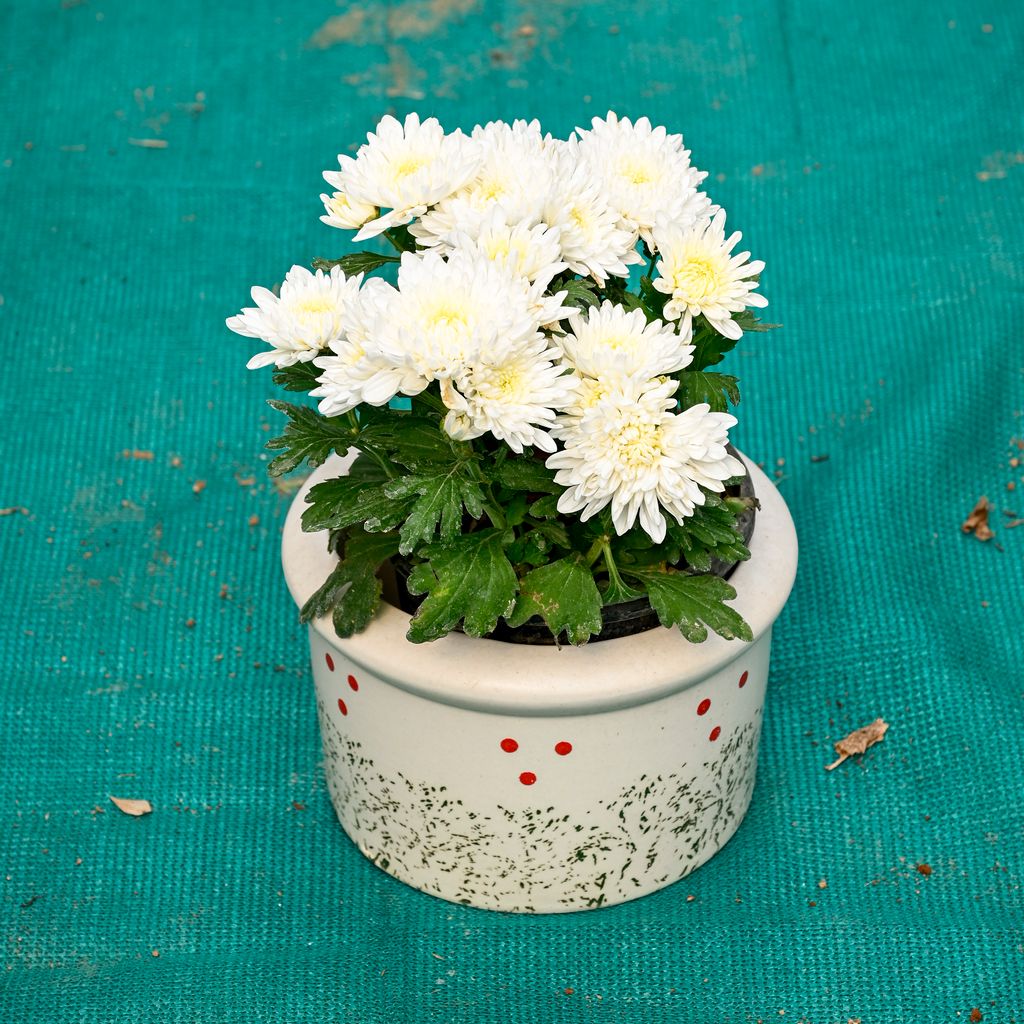 Buy Chrysanthemum / Guldaudi (Any Colour) in 6 Inch Blush Dot Round Ceramic Pot (Any Colour) Online | Urvann.com Chrysanthemum / Guldaudi (Any Colour) in 6 Inch Blush Dot Round Ceramic Pot (Any Colour)
