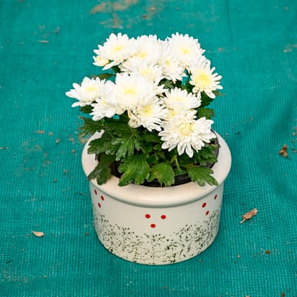 Buy Chrysanthemum / Guldaudi (Any Colour) in 6 Inch Blush Dot Round Ceramic Pot (Any Colour) Online | Urvann.com