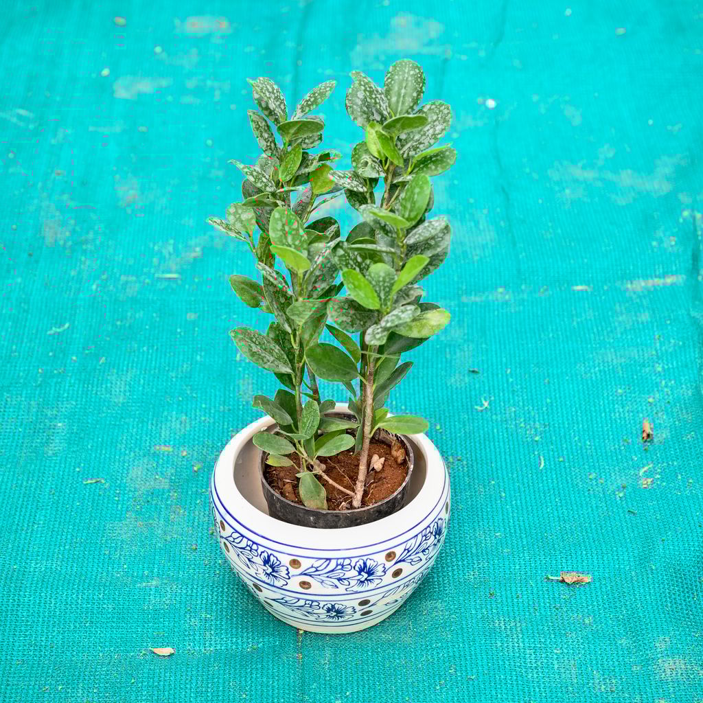Lemon Ficus in 6 Inch Indigo Swirl Round Ceramic Pot (Any Colour)