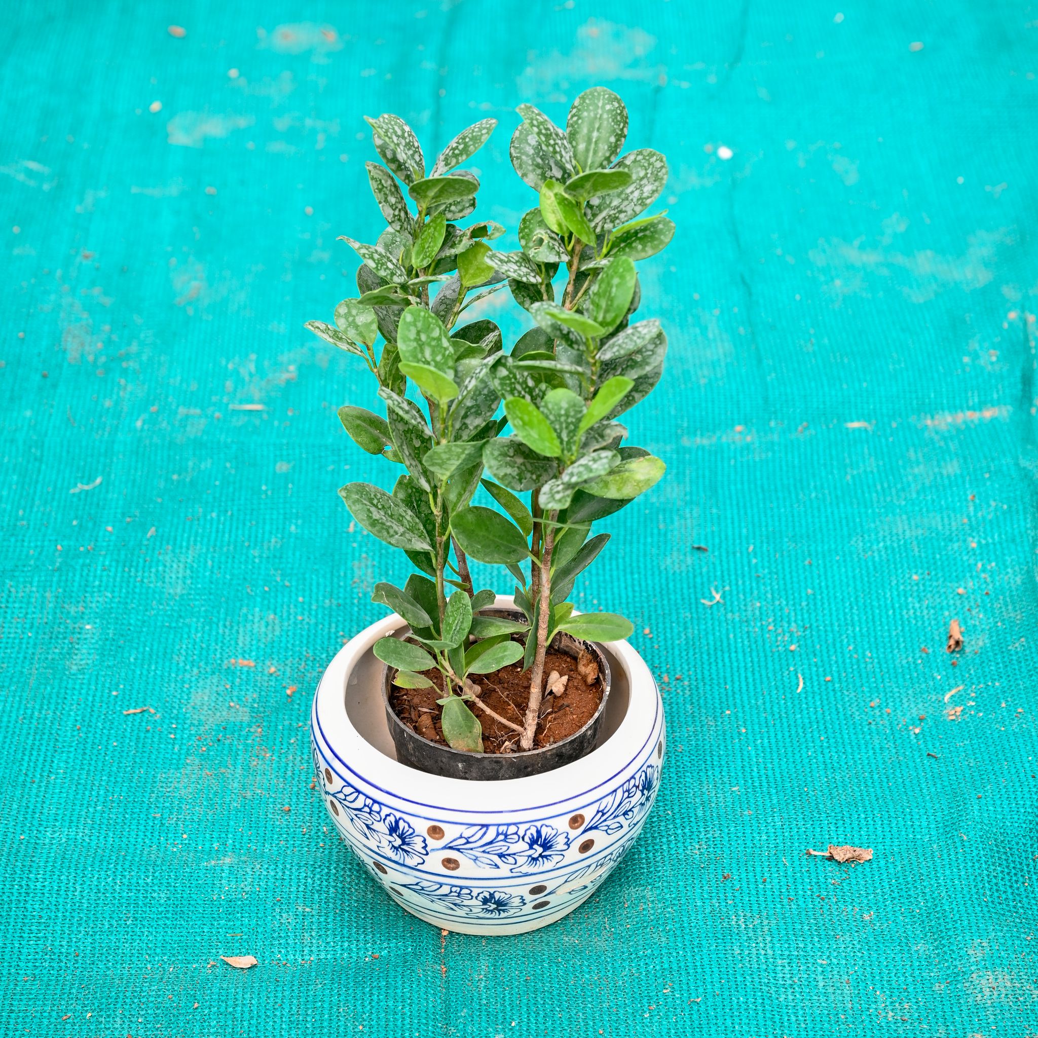Lemon Ficus in 6 Inch Indigo Swirl Round Ceramic Pot (Any Colour)
