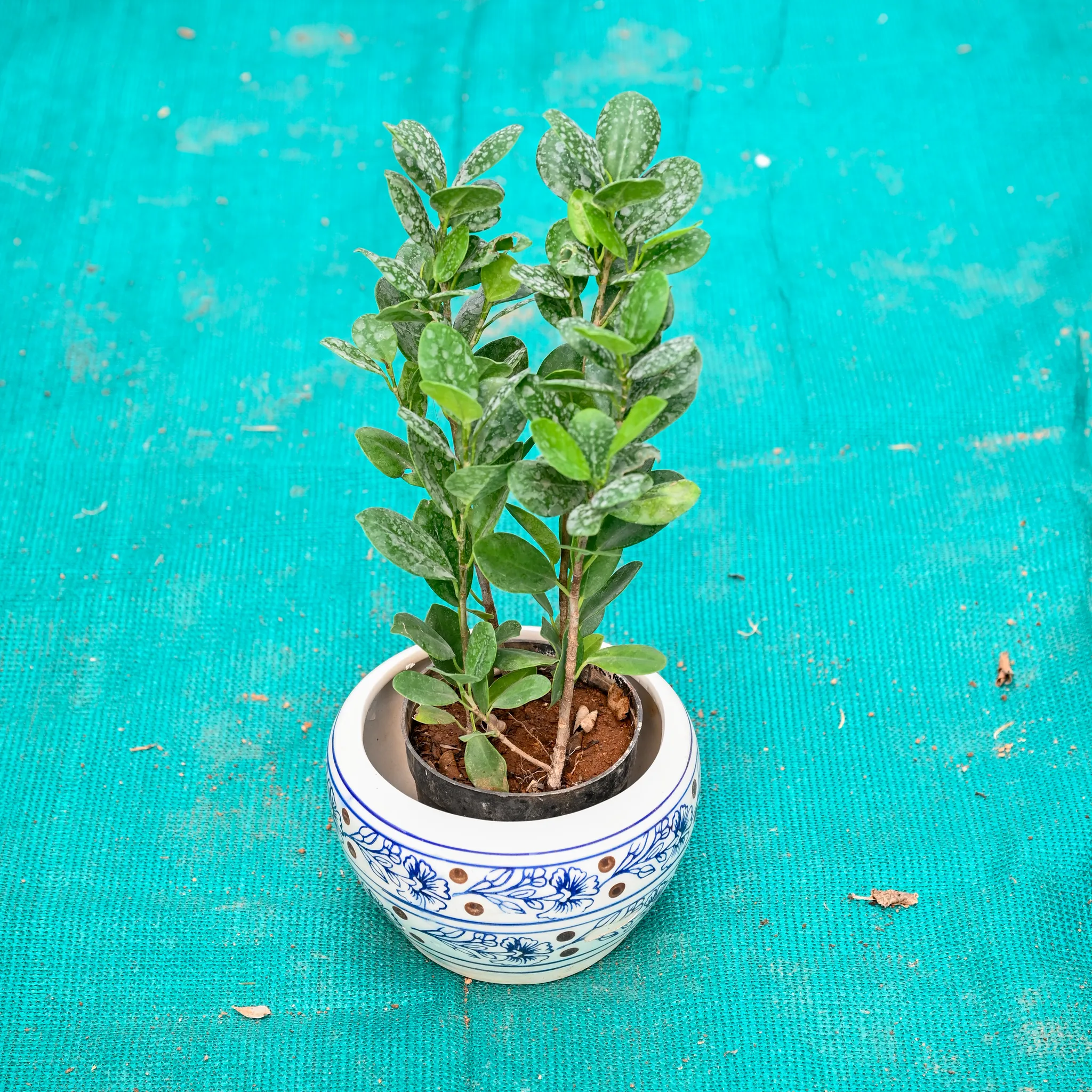 Lemon Ficus in 6 Inch Indigo Swirl Round Ceramic Pot (Any Colour)