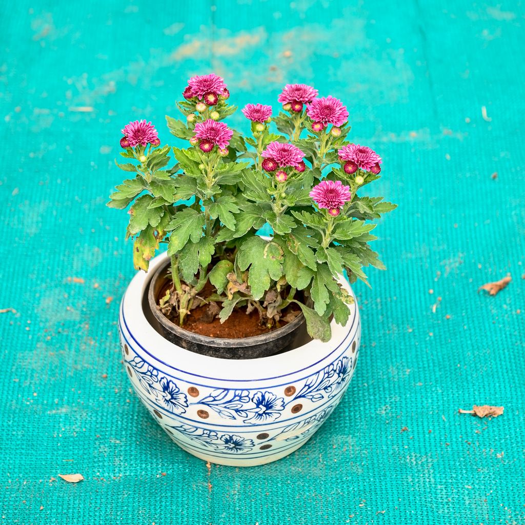 Buy Chrysanthemum / Guldaudi (Any Colour) in 6 Inch Indigo Swirl Round Ceramic Pot (Any Colour) Online | Urvann.com Chrysanthemum / Guldaudi (Any Colour) in 6 Inch Indigo Swirl Round Ceramic Pot (Any Colour)