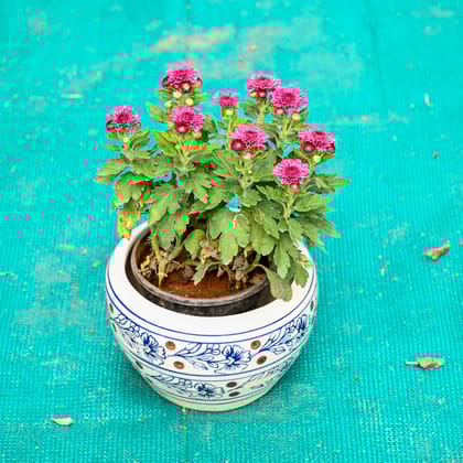 Buy Chrysanthemum / Guldaudi (Any Colour) in 6 Inch Indigo Swirl Round Ceramic Pot (Any Colour) Online | Urvann.com