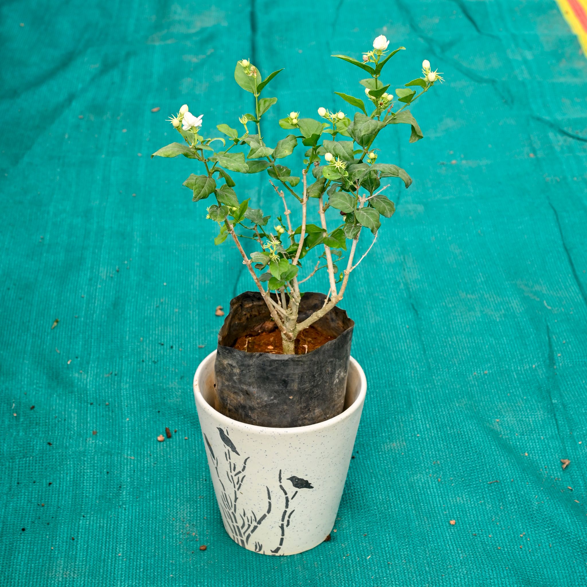 Mogra / Jasmine (Any Colour) in 7 Inch Wild Bloom Cup Style Ceramic Pot (Any Colour)