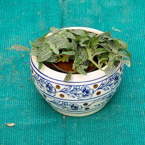 Fittonia in 6 Inch Indigo Swirl Round Ceramic Pot (Any Colour)