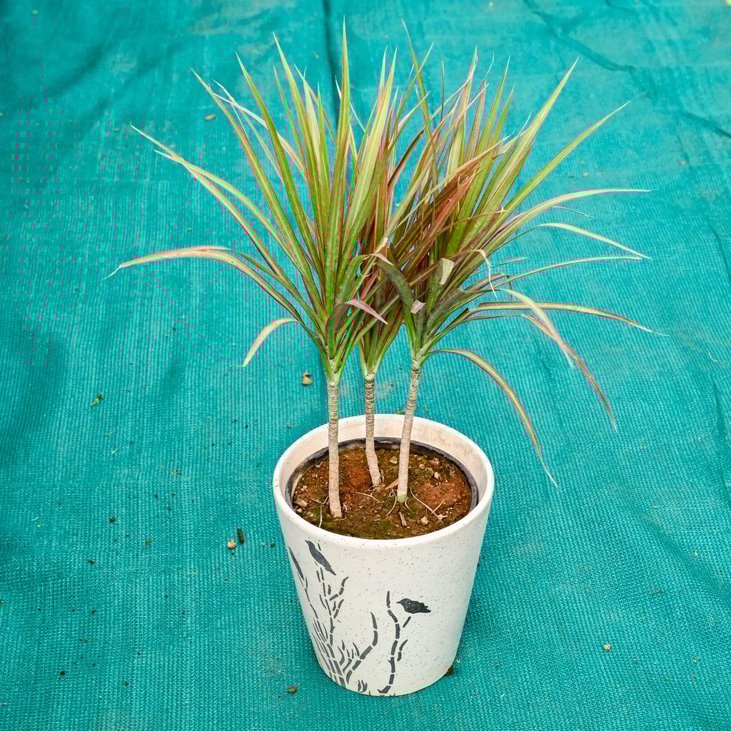 Buy Dracaena Marginata / Colorama in 7 Inch Wild Bloom Cup Style Ceramic Pot (Any Colour) Online | Urvann.com Dracaena Marginata / Colorama in 7 Inch Wild Bloom Cup Style Ceramic Pot (Any Colour)