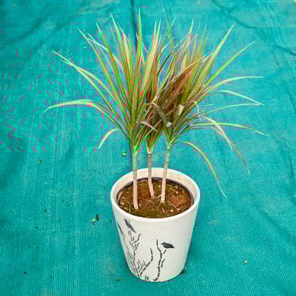 Buy Dracaena Marginata / Colorama in 7 Inch Wild Bloom Cup Style Ceramic Pot (Any Colour) Online | Urvann.com