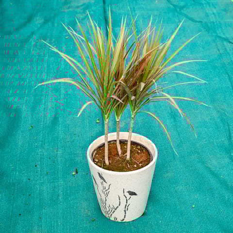 Dracaena Marginata / Colorama in 7 Inch Wild Bloom Cup Style Ceramic Pot (Any Colour)
