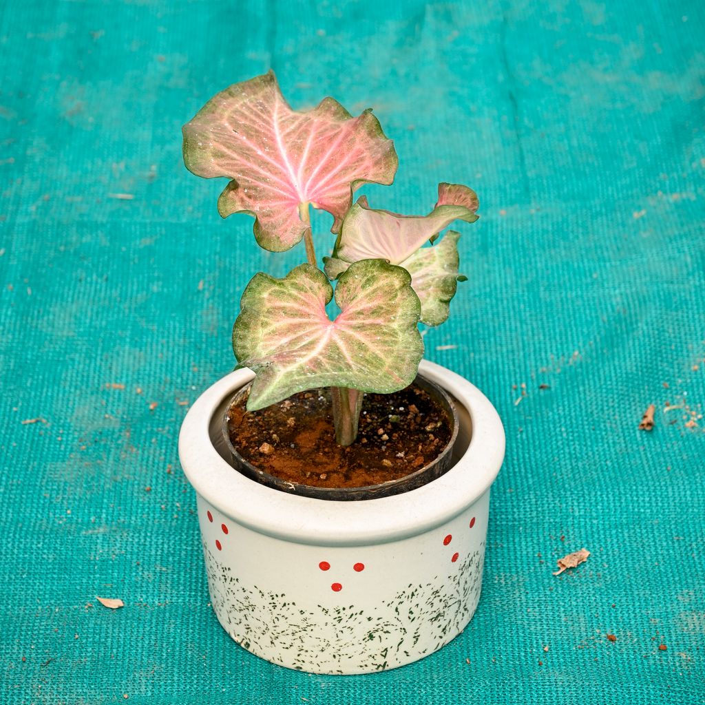 Buy Caladium in 6 Inch Blush Dot Round Ceramic Pot (Any Colour) Online | Urvann.com Caladium in 6 Inch Blush Dot Round Ceramic Pot (Any Colour)
