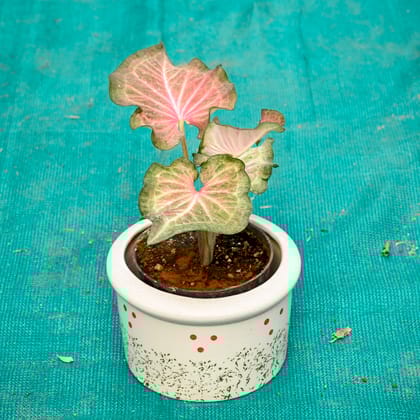 Buy Caladium in 6 Inch Blush Dot Round Ceramic Pot (Any Colour) Online | Urvann.com