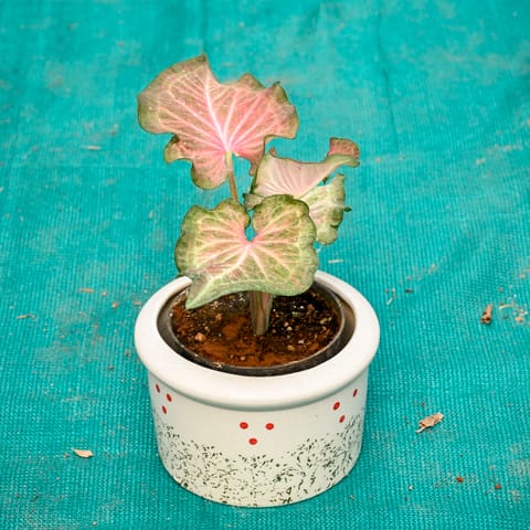 Caladium in 6 Inch Blush Dot Round Ceramic Pot (Any Colour)