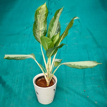 Buy Aglaonema Green in 7 Inch Wild Bloom Cup Style Ceramic Pot (Any Colour) Online | Urvann.com