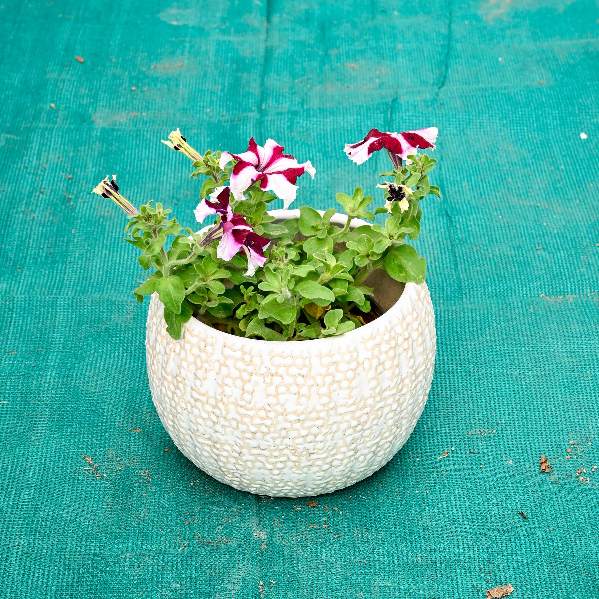 Petunia (Any Colour) in 7 Inch Pebble Wave Designer Ceramic Pot (Any Colour)