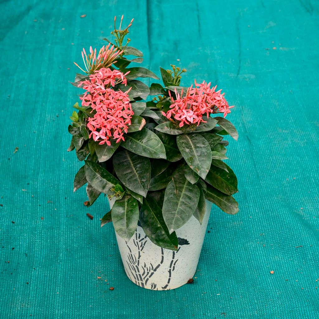Buy Ixora Pink in 7 Inch Wild Bloom Cup Style Ceramic Pot (Any Colour) Online | Urvann.com Ixora Pink in 7 Inch Wild Bloom Cup Style Ceramic Pot (Any Colour)