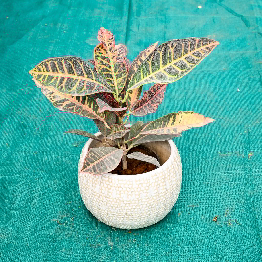 Croton Petra in 7 Inch Pebble Wave Designer Ceramic Pot (Any Colour)