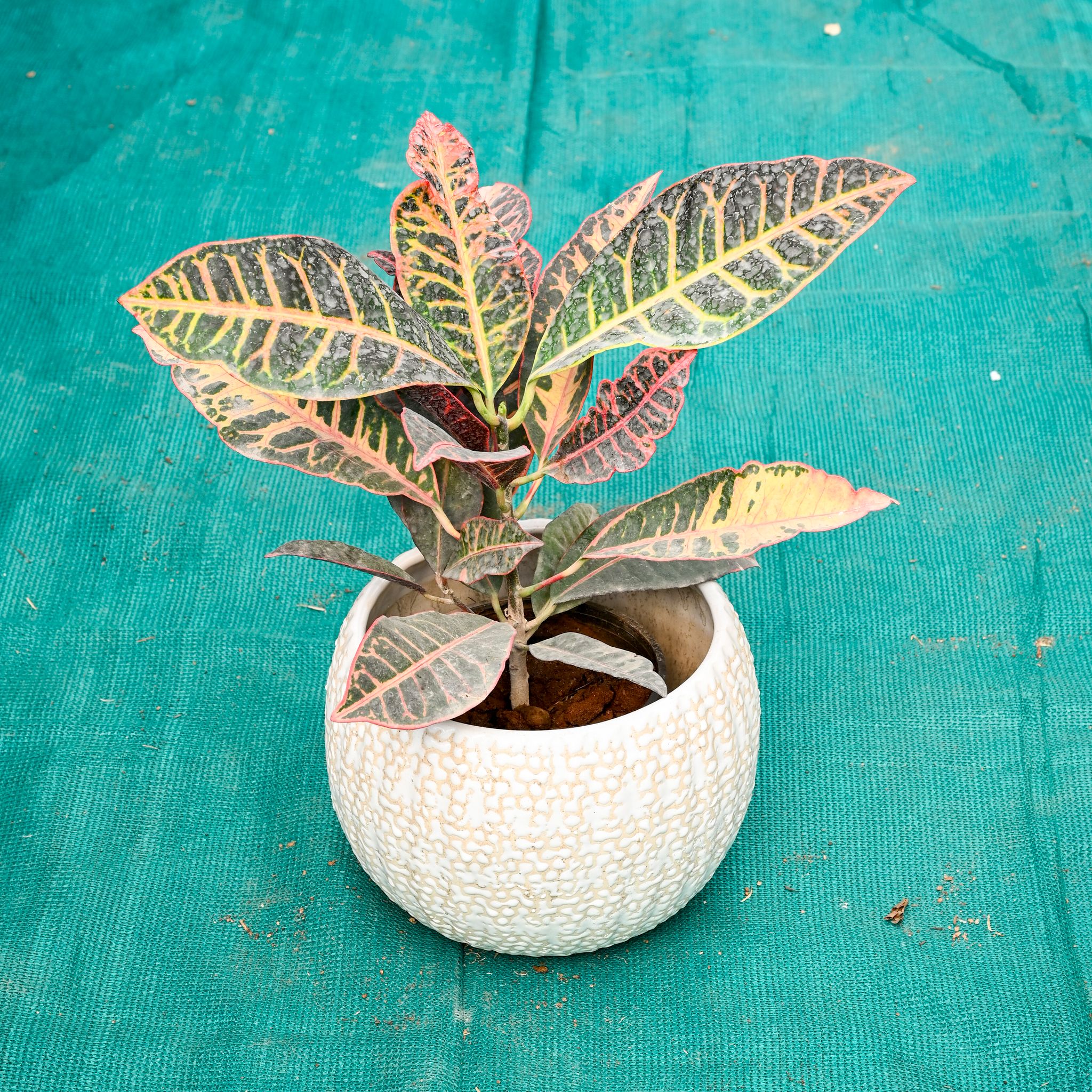 Croton Petra in 7 Inch Pebble Wave Designer Ceramic Pot (Any Colour)