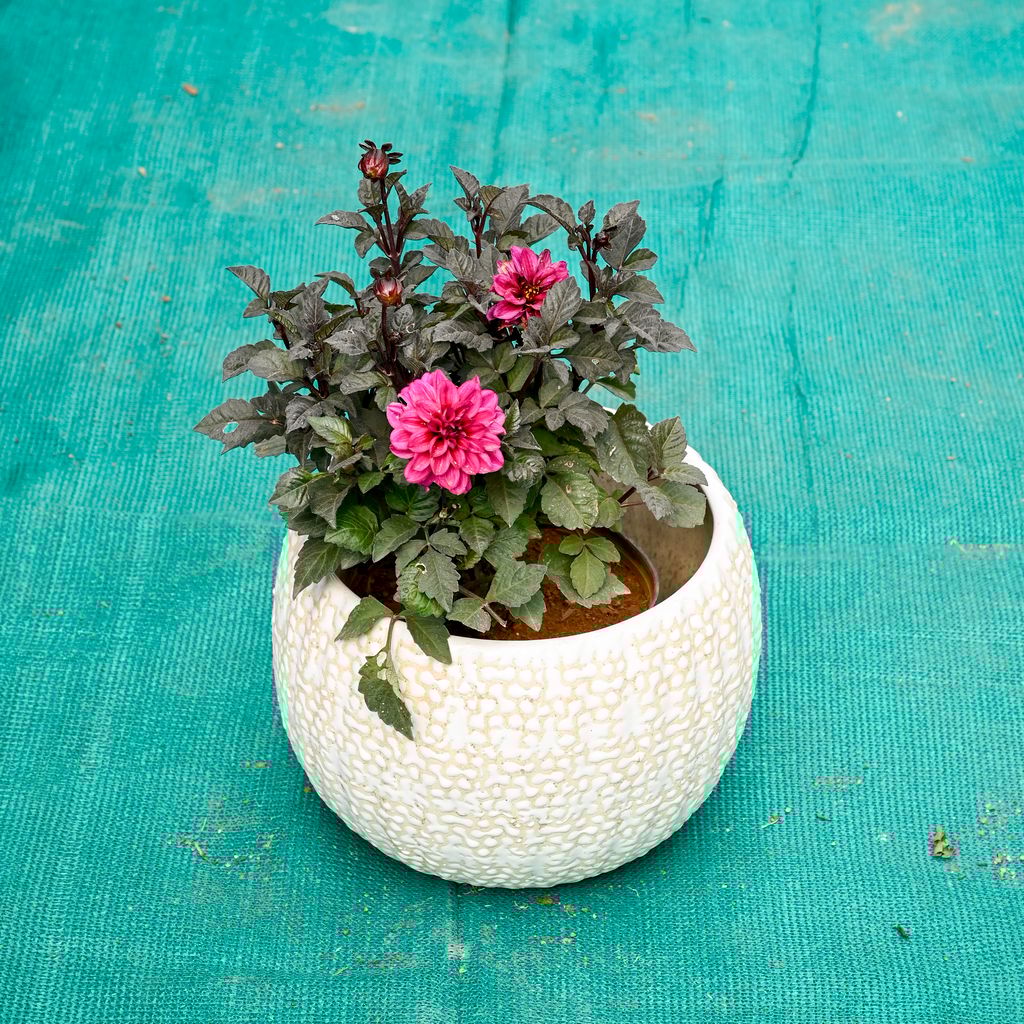 Buy Dahlia (Any Colour) in 7 Inch Pebble Wave Designer Ceramic Pot (Any Colour) Online | Urvann.com Dahlia (Any Colour) in 7 Inch Pebble Wave Designer Ceramic Pot (Any Colour)