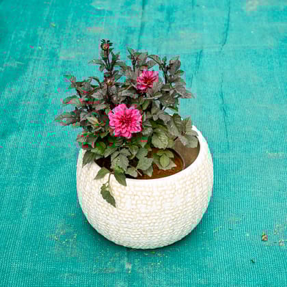 Buy Dahlia (Any Colour) in 7 Inch Pebble Wave Designer Ceramic Pot (Any Colour) Online | Urvann.com