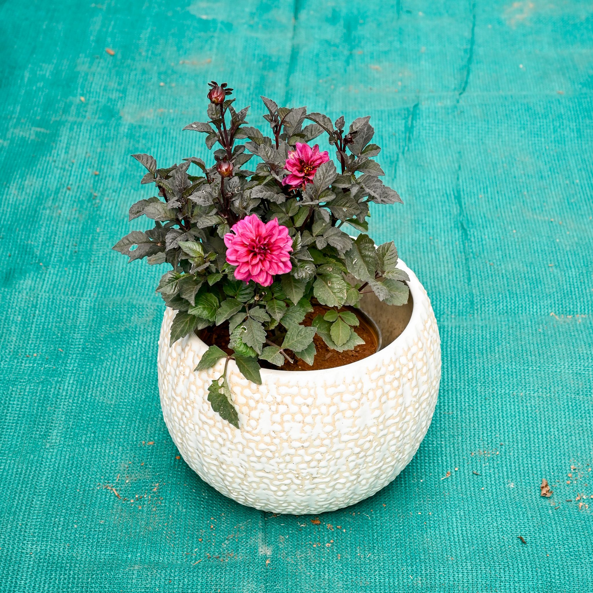 Dahlia (Any Colour) in 7 Inch Pebble Wave Designer Ceramic Pot (Any Colour)