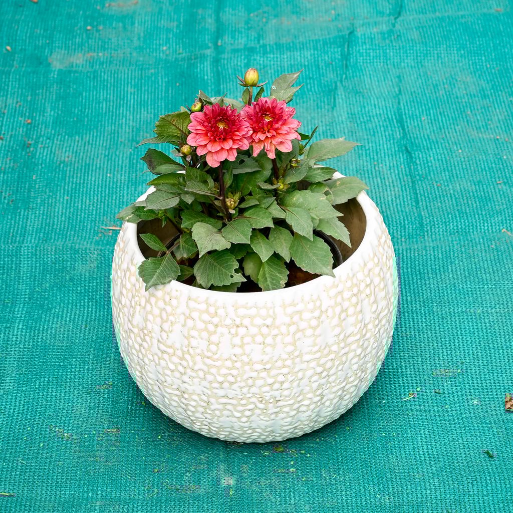 Dahlia (Any Colour) in 7 Inch Pebble Wave Designer Ceramic Pot (Any Colour)