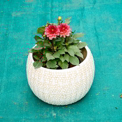 Buy Dahlia (Any Colour) in 7 Inch Pebble Wave Designer Ceramic Pot (Any Colour) Online | Urvann.com
