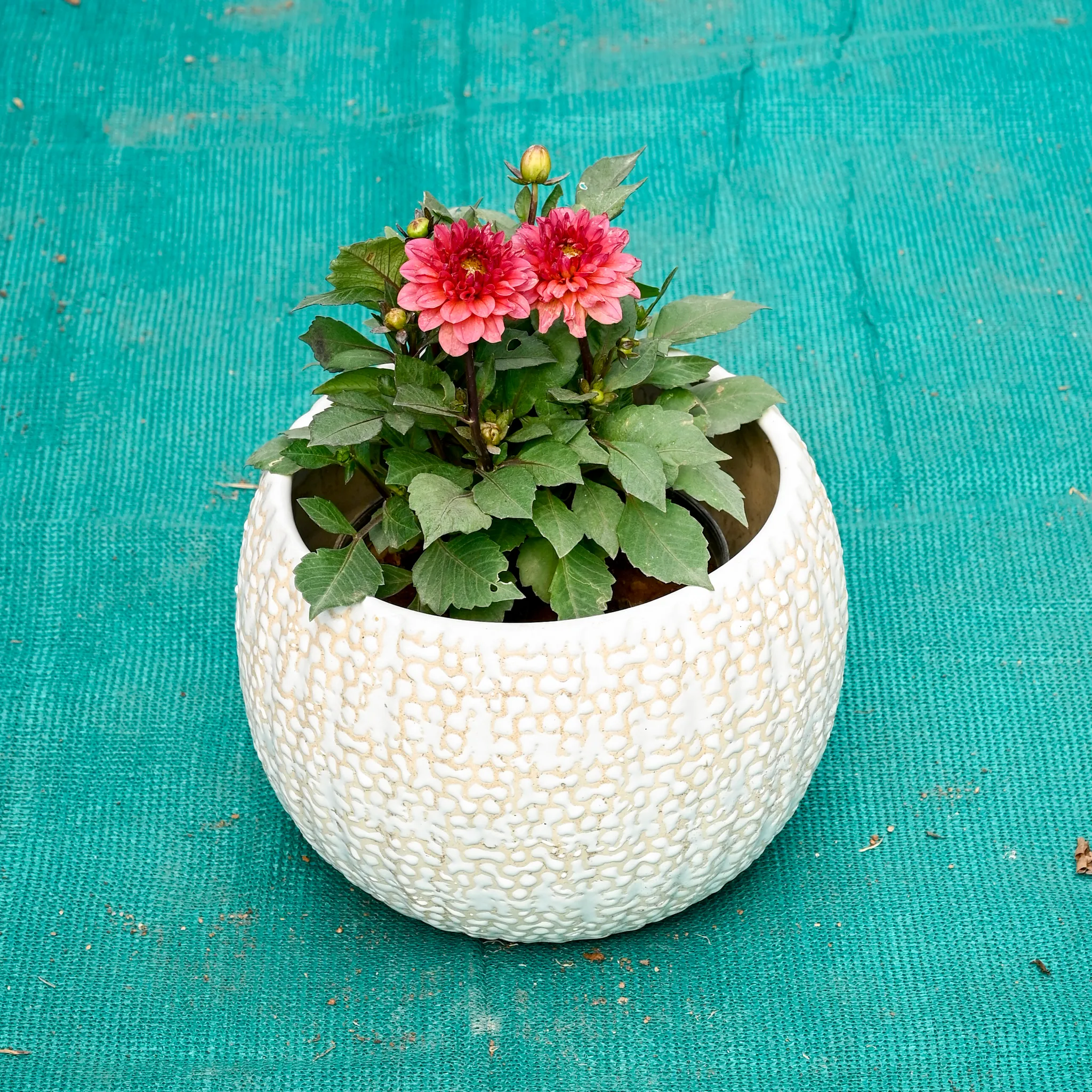 Dahlia (Any Colour) in 7 Inch Pebble Wave Designer Ceramic Pot (Any Colour)