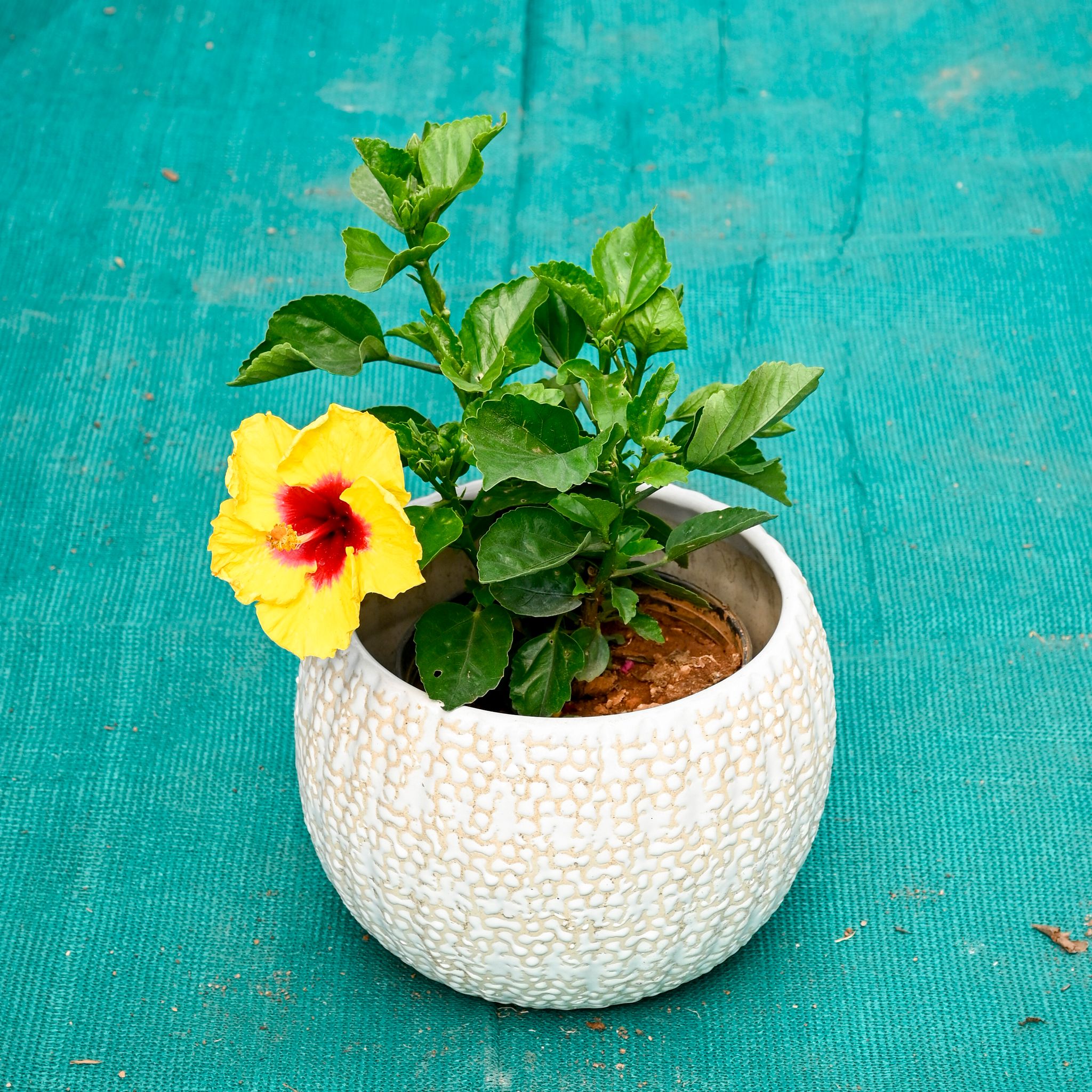 Hibiscus / Gudhal (Any Colour) in 7 Inch Pebble Wave Designer Ceramic Pot (Any Colour)