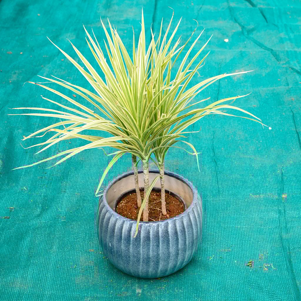 Dracaena Marginata / Colorama in 7 Inch Ocean Glaze Round Ceramic Pot (Any Colour)