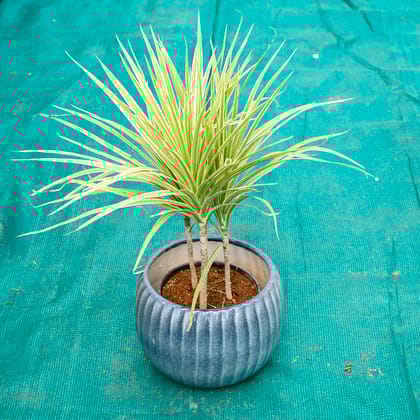 Buy Dracaena Marginata / Colorama in 7 Inch Ocean Glaze Round Ceramic Pot (Any Colour) Online | Urvann.com