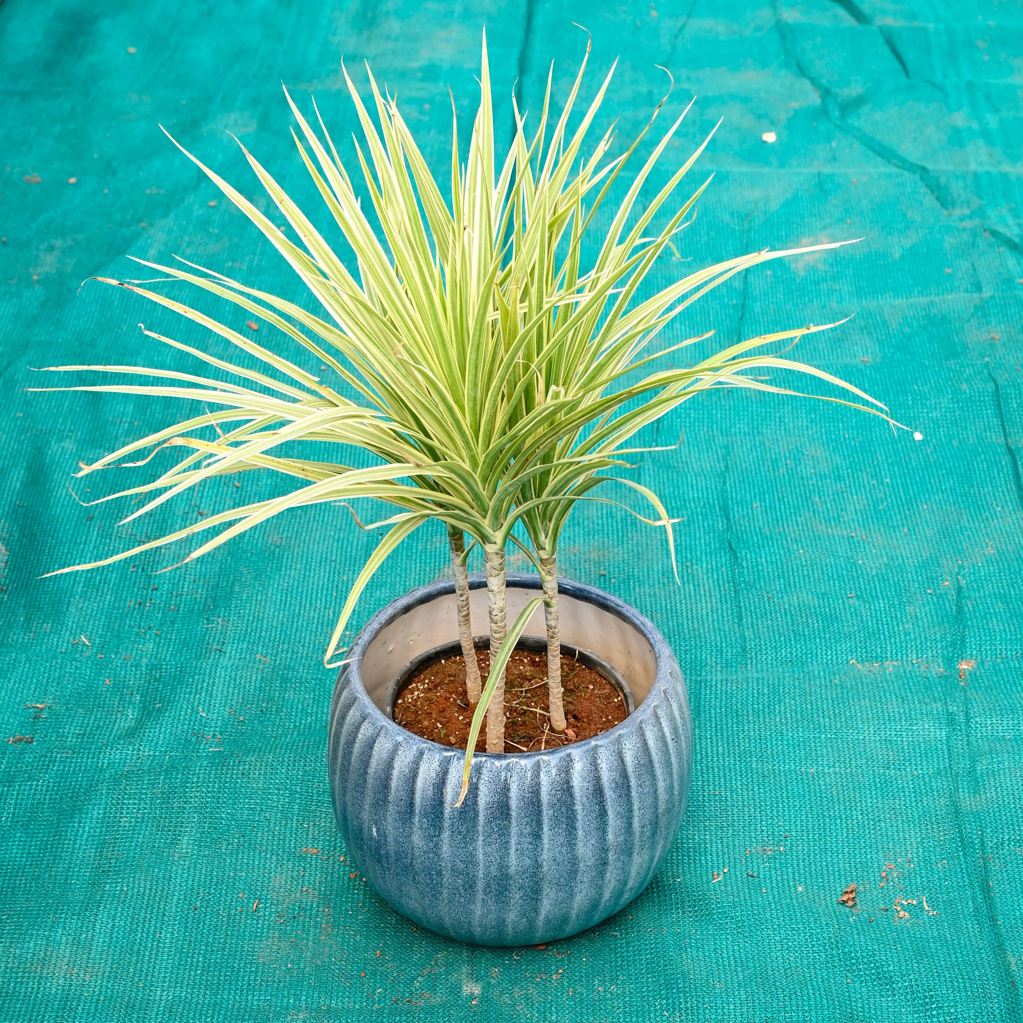 Dracaena Marginata / Colorama in 7 Inch Ocean Glaze Round Ceramic Pot (Any Colour)