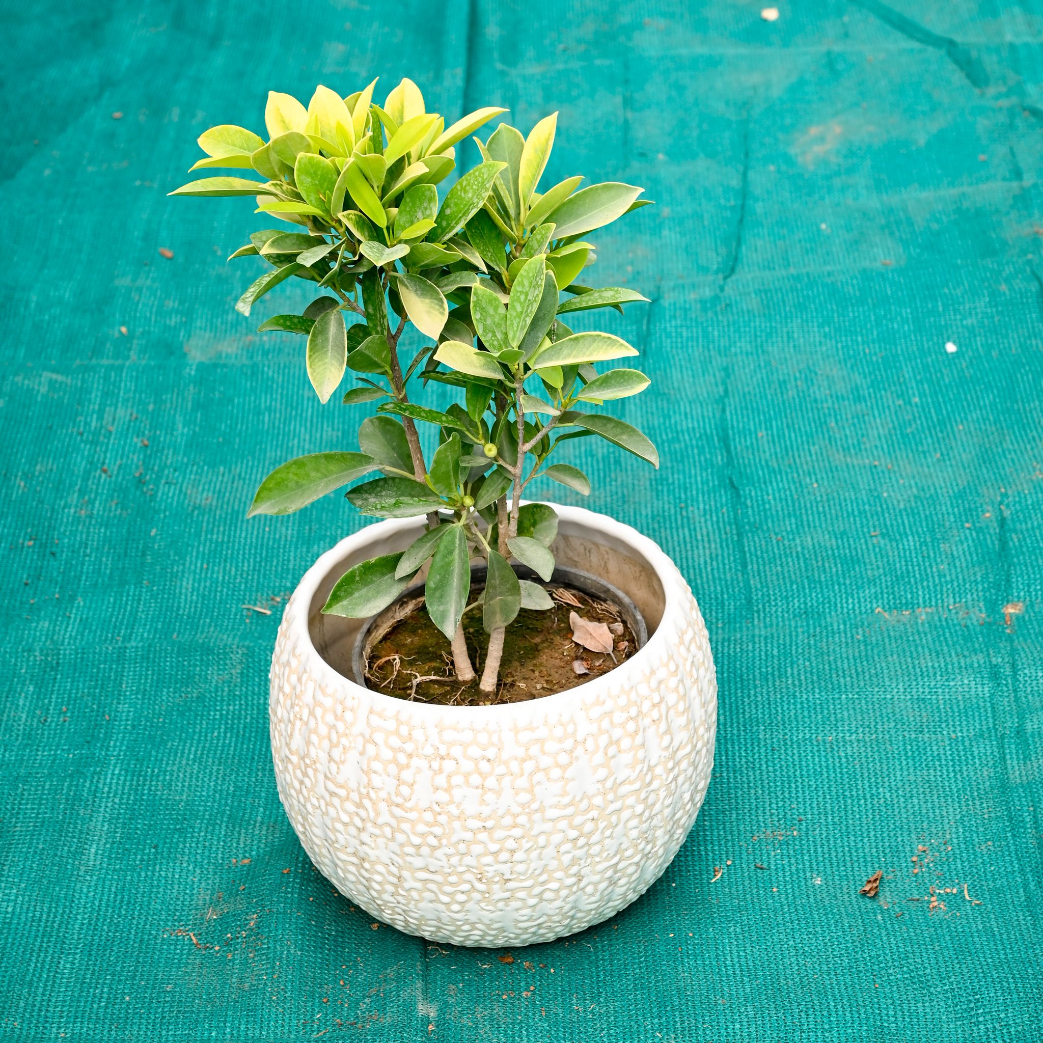 Ficus Panda in 7 Inch Pebble Wave Designer Ceramic Pot (Any Colour)