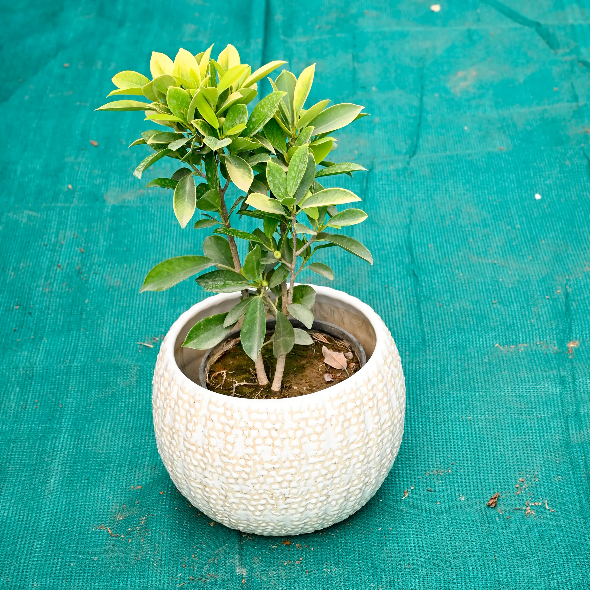 Ficus Panda in 7 Inch Pebble Wave Designer Ceramic Pot (Any Colour)