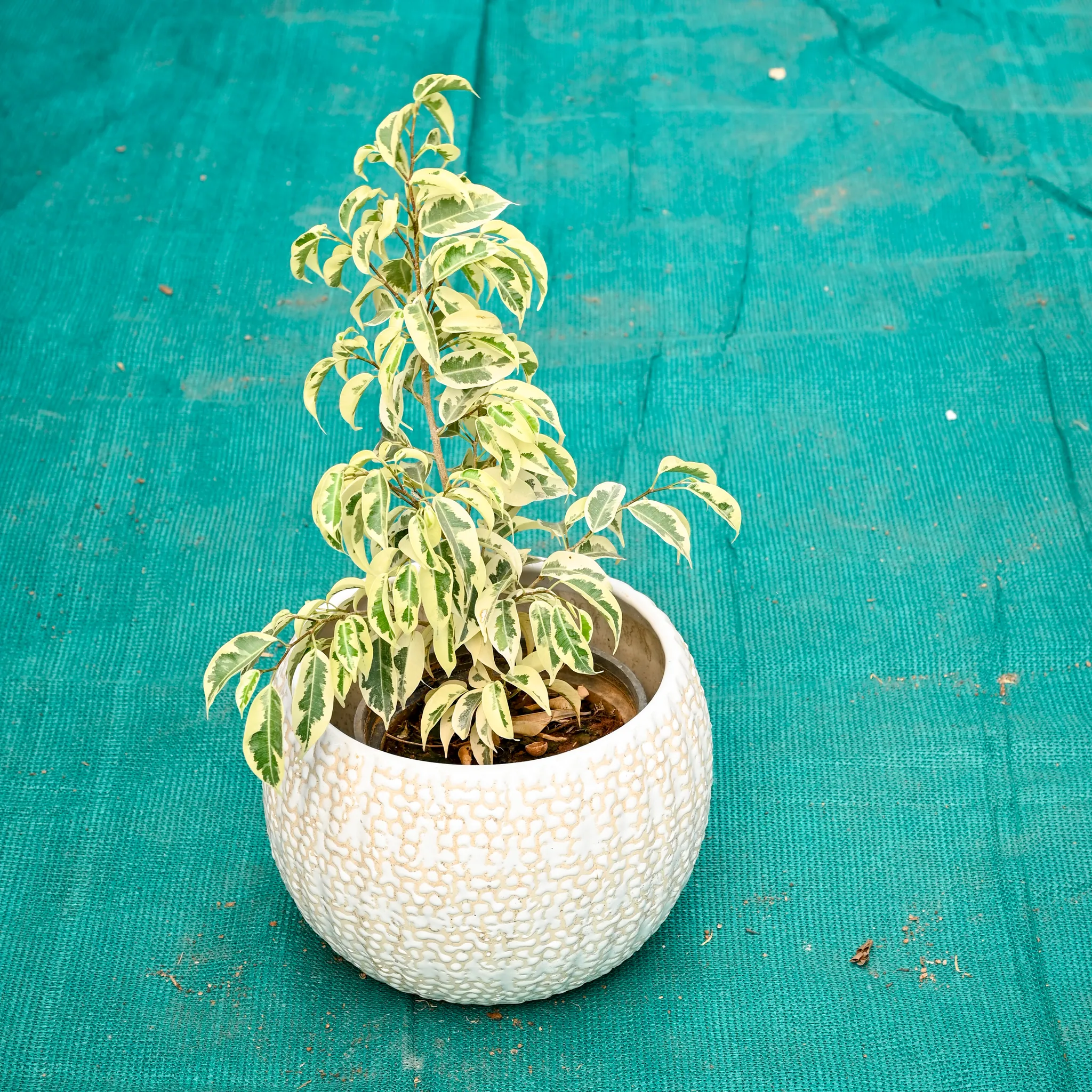 Ficus Starlight in 7 Inch Pebble Wave Designer Ceramic Pot (Any Colour)