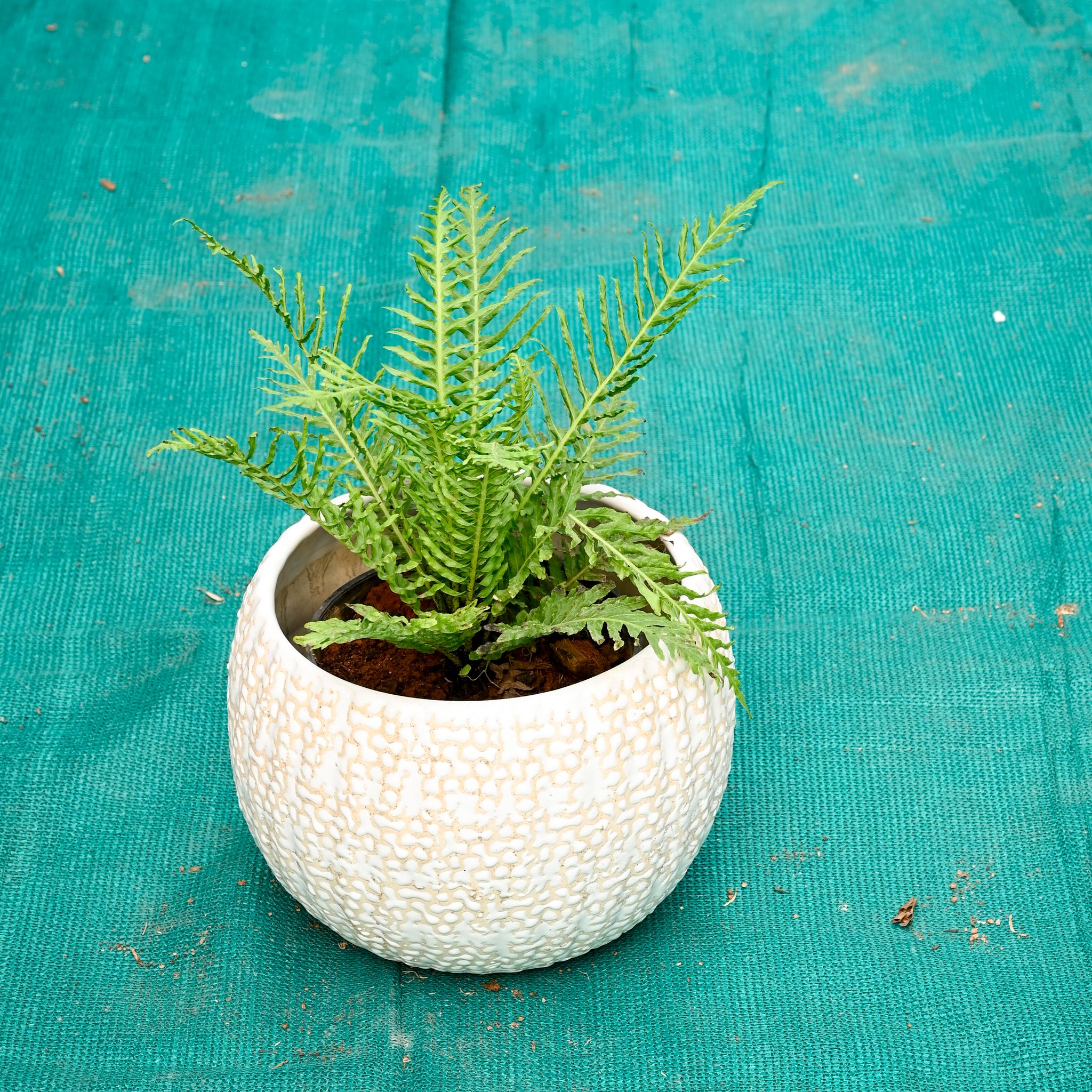 Boston Fern in 7 Inch Pebble Wave Designer Ceramic Pot (Any Colour)