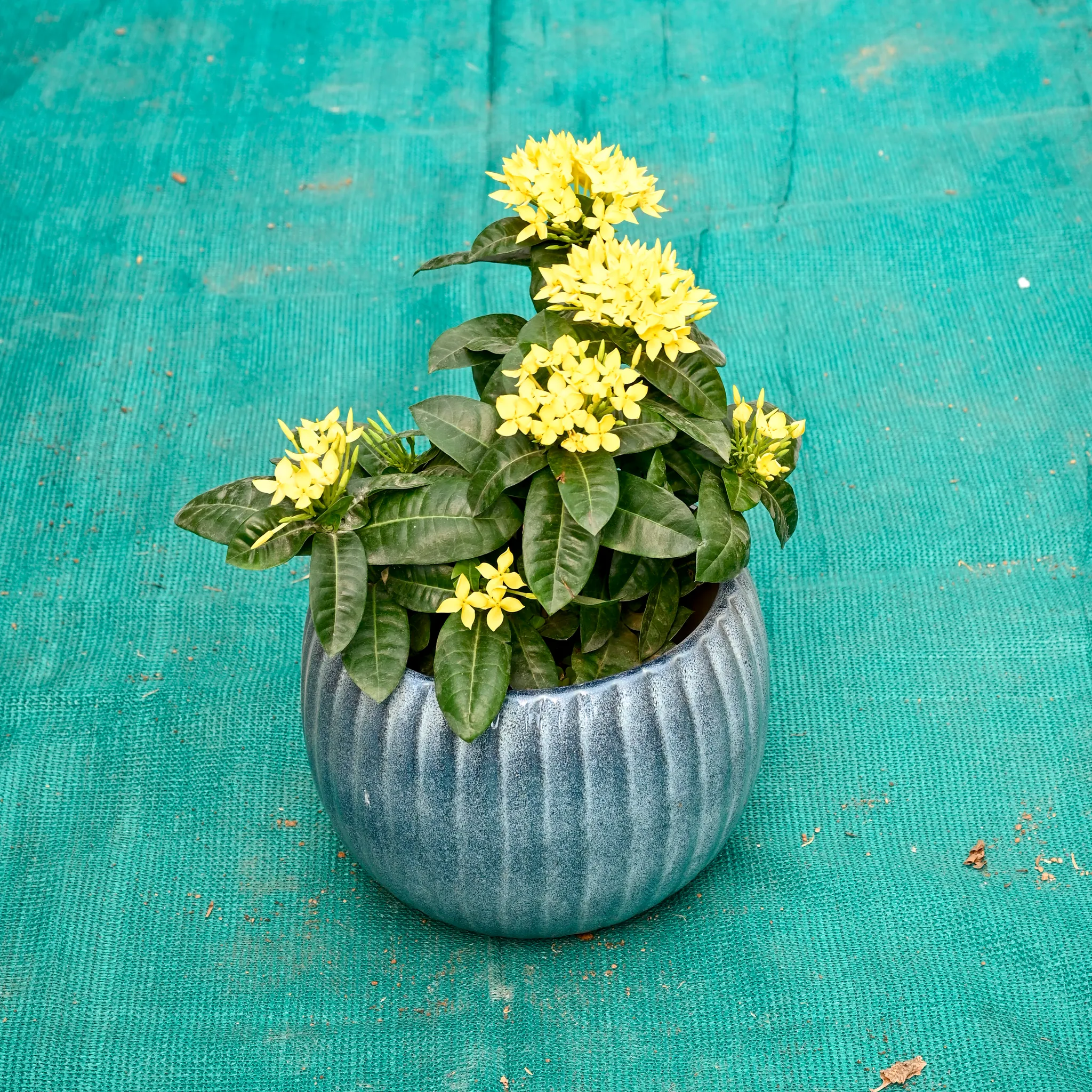 Ixora Yellow in 7 Inch Ocean Glaze Round Ceramic Pot (Any Colour)