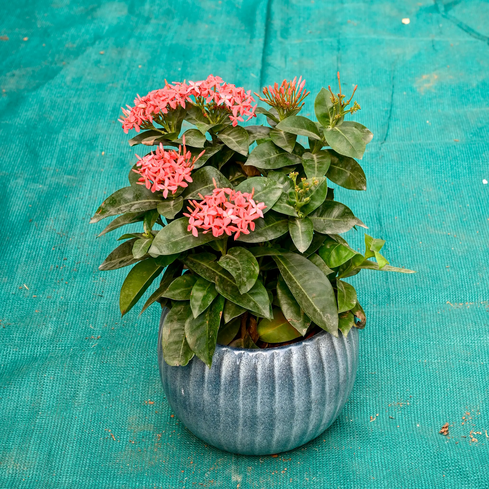 Ixora Pink in 7 Inch Ocean Glaze Round Ceramic Pot (Any Colour)