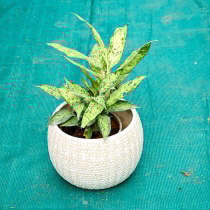 Buy Aglanonema Snow White in 7 Inch Pebble Wave Designer Ceramic Pot (Any Colour) Online | Urvann.com