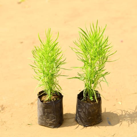 Set of 2 - Kochia in 4 Inch Nursery bag